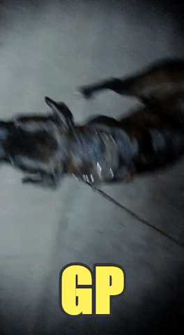 alan54321  GIF