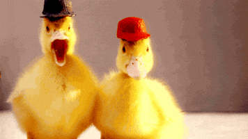 baby animals ducks GIF by Disney