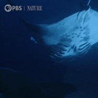 Oceans Day Gifs Get The Best Gif On Giphy Oceans Day Gifs Get The Best Gif On Giphy