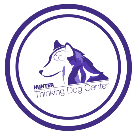 HunterTDC tdc hunter tdc thinking dog center GIF