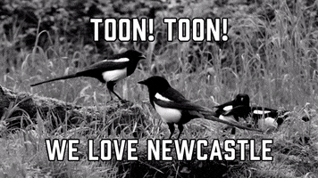 Video gif. Four magpies hop around on a log on grass. Text, "Toon! Toon! We love Newcastle."