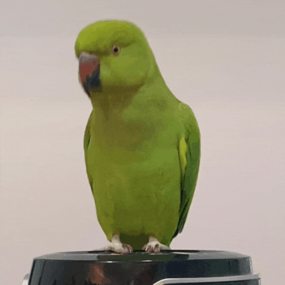 Nodding Parakeet GIF