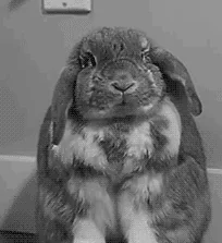 giphy.webp