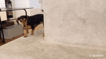 dog puppy GIF by The BarkPost 