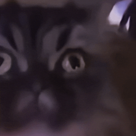 Cat Kitty GIF