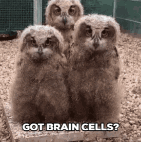 Owl GIF by Memes and gifs