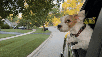 Dog GIF