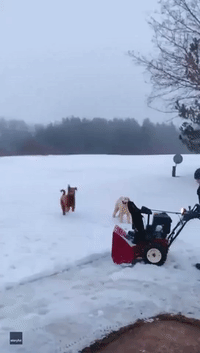 Barking Mad: Goldendoodles Can't Get Enough of Snow Blower