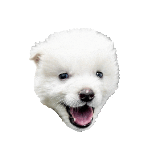 Puppy Sparkle Sticker by Colossal