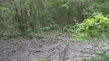 Hiking Shoe GIF