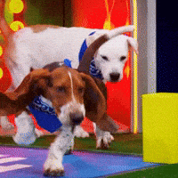 Dog Ears GIF by Puppy Bowl