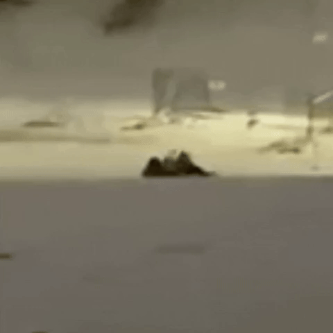 Cass Ang Sled Time GIF