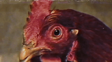 awesome chicken GIF