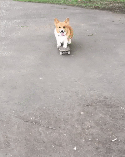 Dog Skating GIF