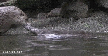 Video gif. Otter pulls a baby otter out of the water by its tail, yanking it onto land.