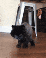 Black Cat GIF Black Cat GIF