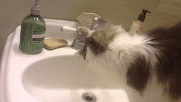 Faucet Drinking GIF