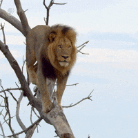 Big Cat GIF by Nature on PBS