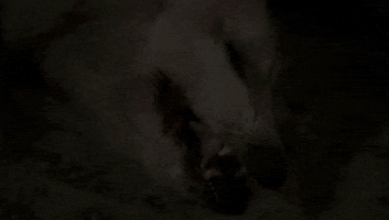 Possum GIF