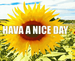 have a nice day sunflower GIF