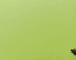 InsectCop.net GIF