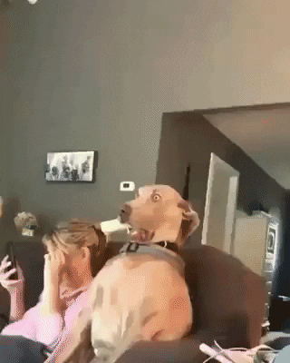 Dog GIF