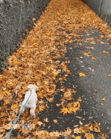 furkinpetinsurance GIF
