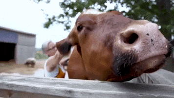 Vegan Lick GIF by Mercy For Animals
