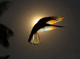Hummingbird GIF