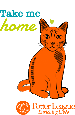 Adopt Take Me Home Sticker by Potter League
