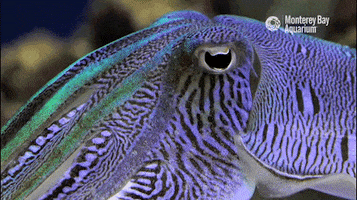 montereybayaquarium octopus monterey bay aquarium sepia cephalopod GIF