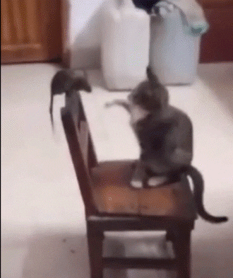 Tom A Jerry GIF