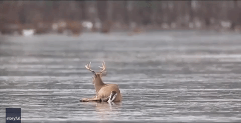 Fear the Deer Hunter Hunting Bow Hunt' Sticker