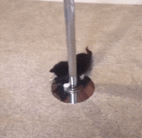 Kitten Pole Dance GIF by moodman