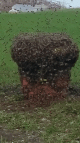 Swarm GIF