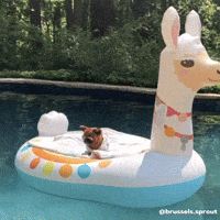Pool Party Whatever GIF by Brussels.Sprout Pool Party Whatever GIF by Brussels.Sprout