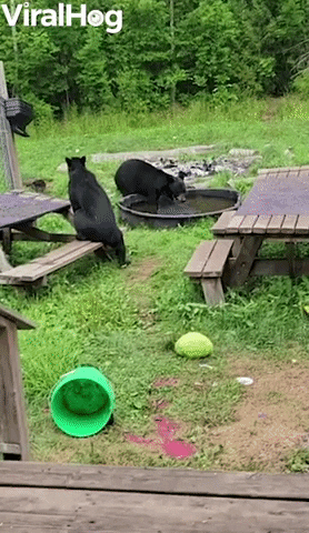 Wild Bears Cool Off In Backyard Pool GIF by ViralHog