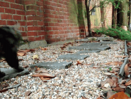 Cat GIF