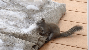 Animated GIF