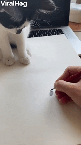 Kitty Finds Paper Bug A Little Sketchy GIF by ViralHog