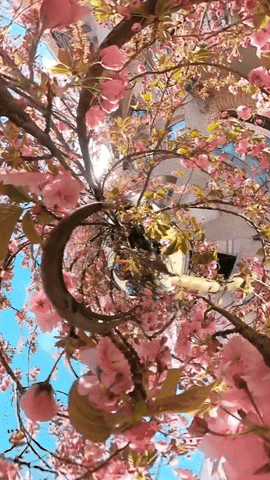 Animated GIF - Find & Share on GIPHY