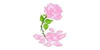 pink rose petals STICKER
