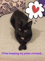 Black Cat Good Luck GIF