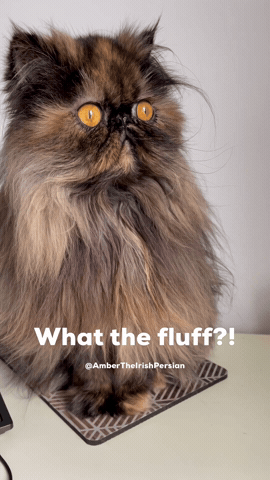 Cat GIF