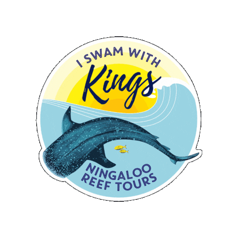 Humpback Whale Adventure Sticker by KingsNingalooReefTours