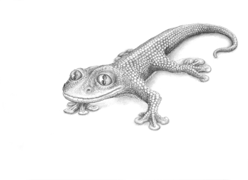 lizards