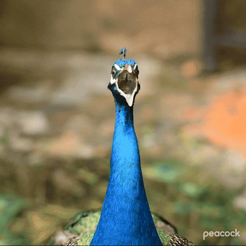 Birds Squawk GIF by PeacockTV