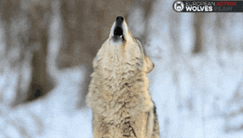 Eaw GIF