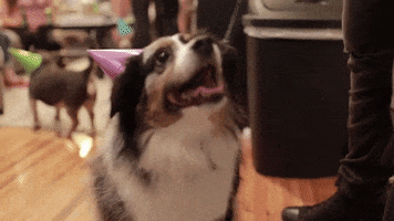 Happy Birthday Dog GIF by Topshelf Records