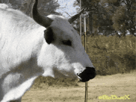 Animal GIF